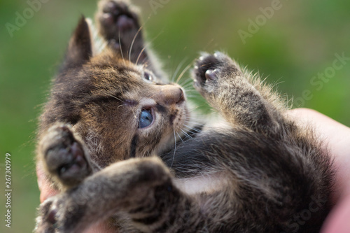 Little kitten in the hands of a young woman