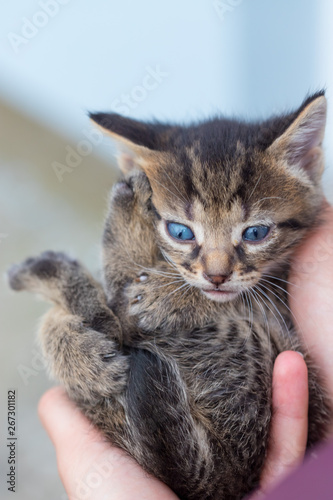 Little kitten in the hands of a young woman