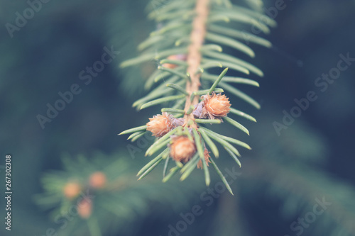 Pine tree branch spring background for your design