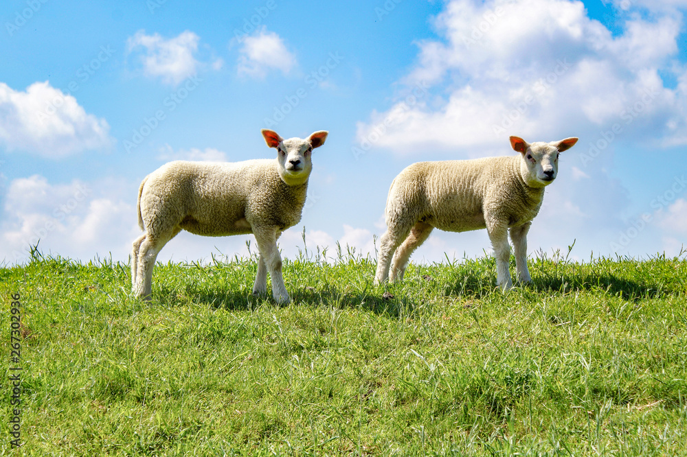Obraz premium sheep and lamb in field