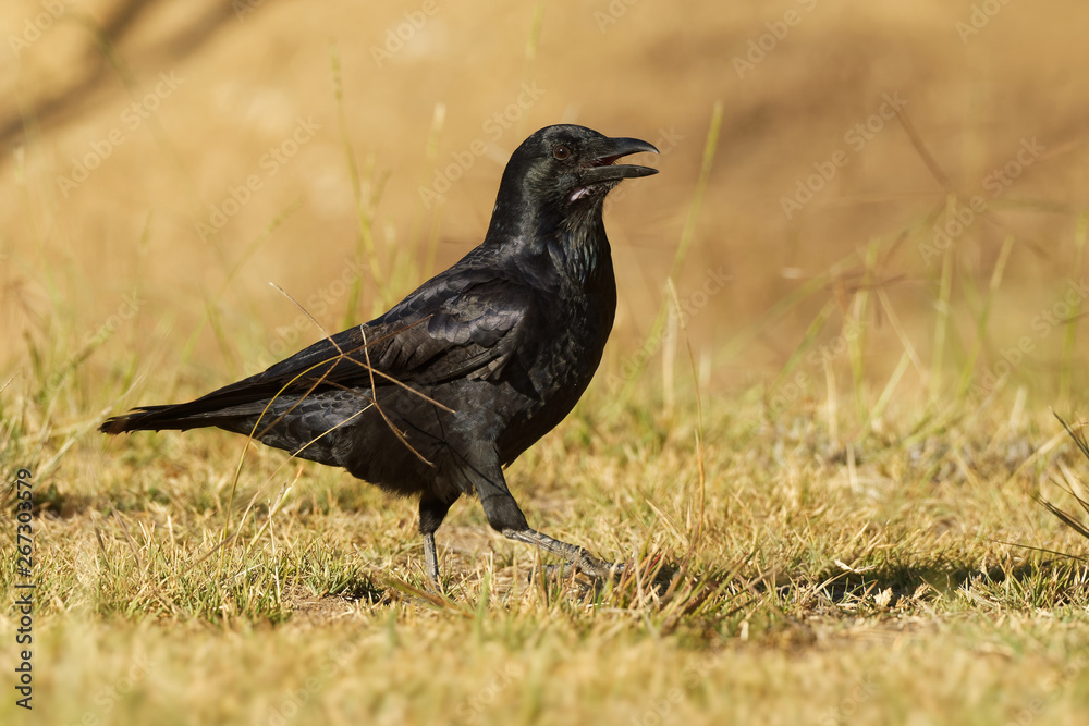 Obraz premium Australian Raven - Corvus coronoides passerine bird in the genus Corvus native to much of southern and northeastern Australia