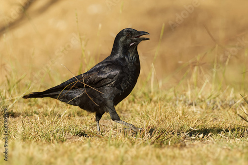 Australian Raven - Corvus coronoides passerine bird in the genus Corvus native to much of southern and northeastern Australia