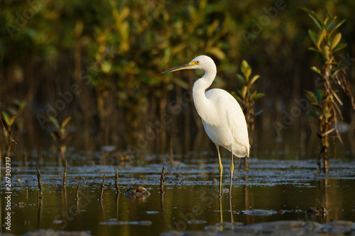 Little Egret - Egretta Garzetta standing on the beach during low tide and hunting crabs