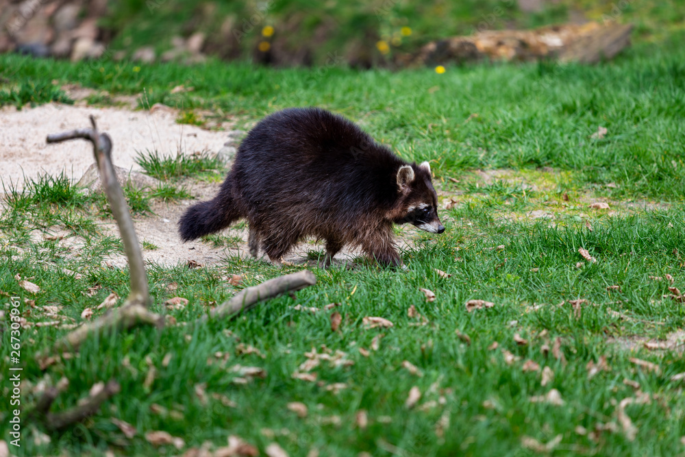 Full body of walking female dark brown common raccoon Full body of walking female dark brown common raccoon