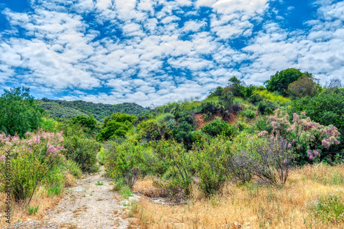 landscape with trees and blue sky