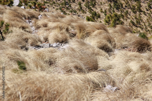 dried bushes in the mountain