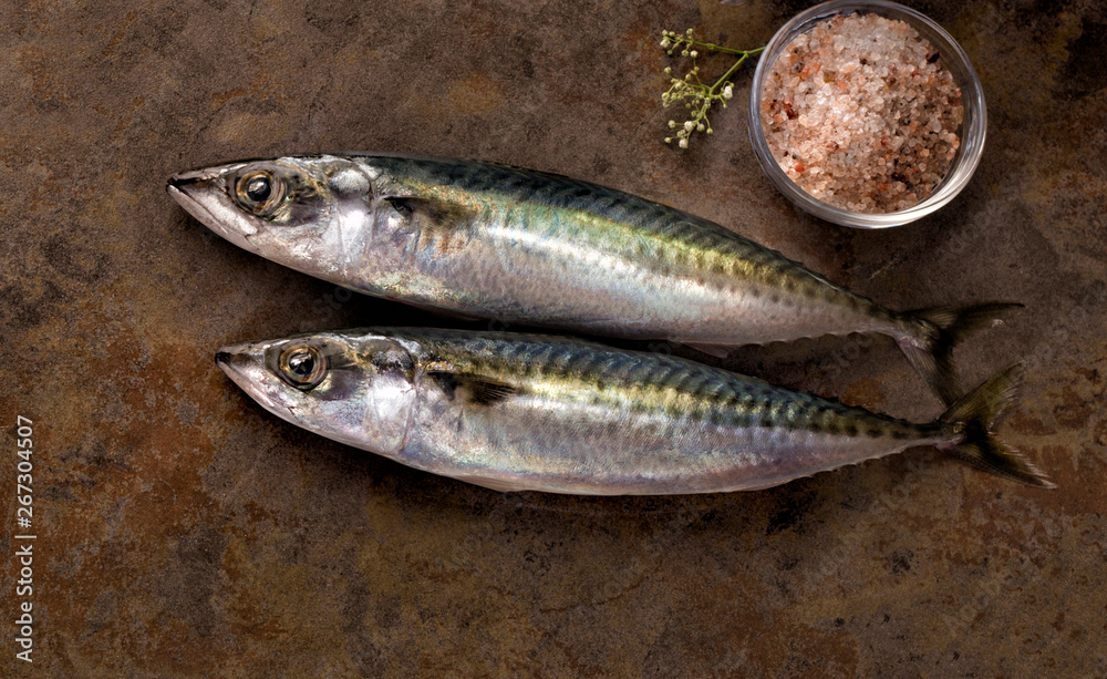 mackerel mackerel