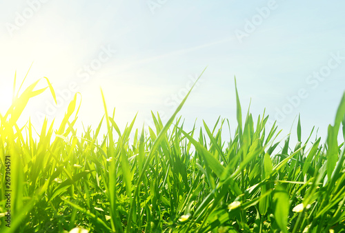 Green floral background with bunch of grass