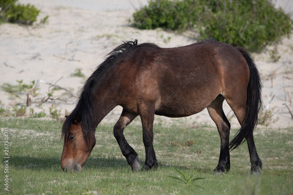 Wild Horses on the Northern End of the Outer Banks at Corolla North Carolina Wild Horses on the Northern End of the Outer Banks at Corolla North Carolina