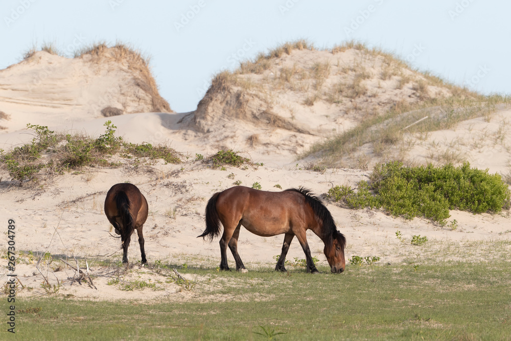 Wild Horses on the Northern End of the Outer Banks at Corolla North Carolina