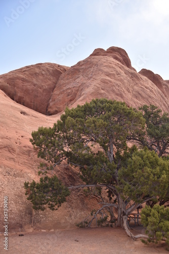 Arches National Park, Utah. U.S.A. Beautiful pinyon and juniper pine trees