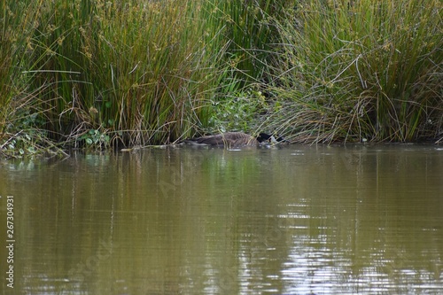 Male Canadian goose hides in the reeds at the edge of a still lake.