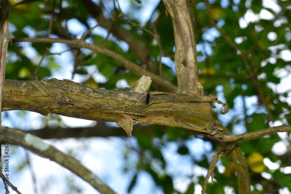a lonely lovebug rests on the branch of a broadleaf tree in southern georgia. a lonely lovebug rests on the branch of a broadleaf tree in southern georgia.
