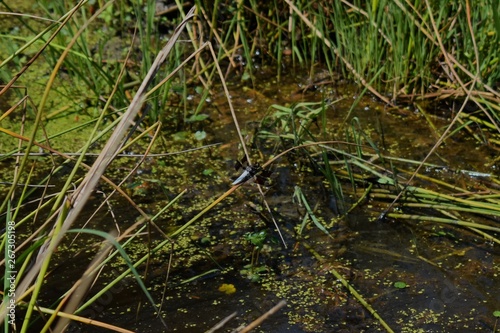 Large dragonfly rests in the reeds at the side of a stagnant pond.