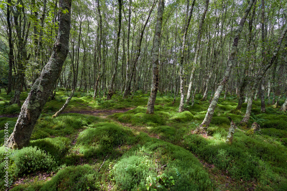 Obraz premium Forest with green carex, green tussock, grass and trees covered with moss in Glendalough, Ireland