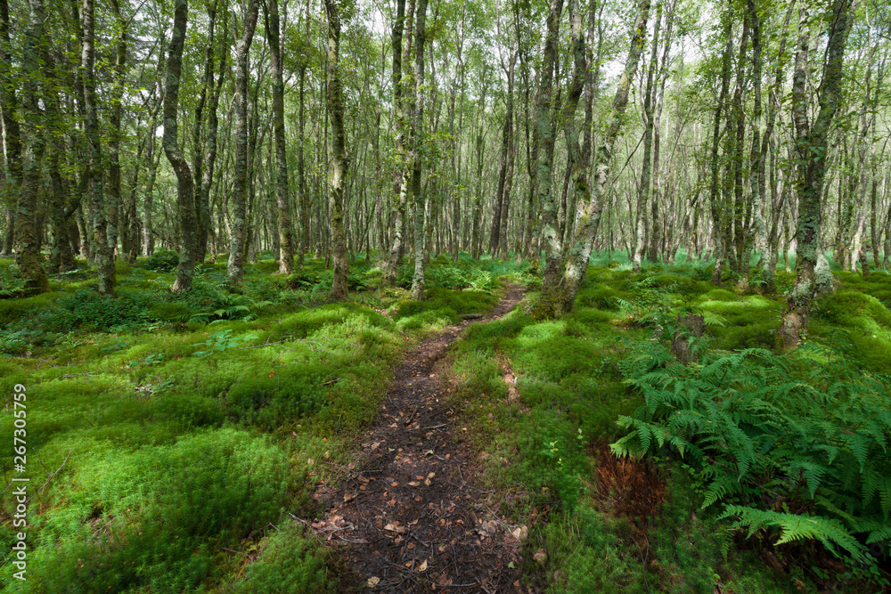 Obraz premium Forest with green carex, green tussock, grass and trees covered with moss in Glendalough, Ireland