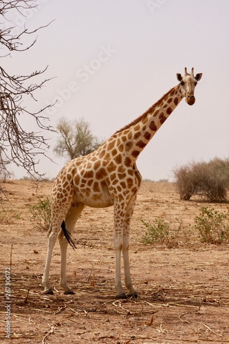 girafe © damien