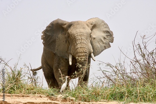 elephant Parc W Niger