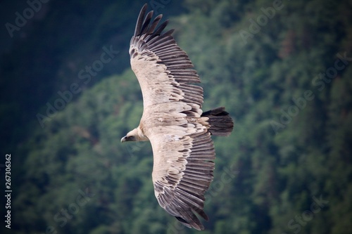 vautour du verdon 
