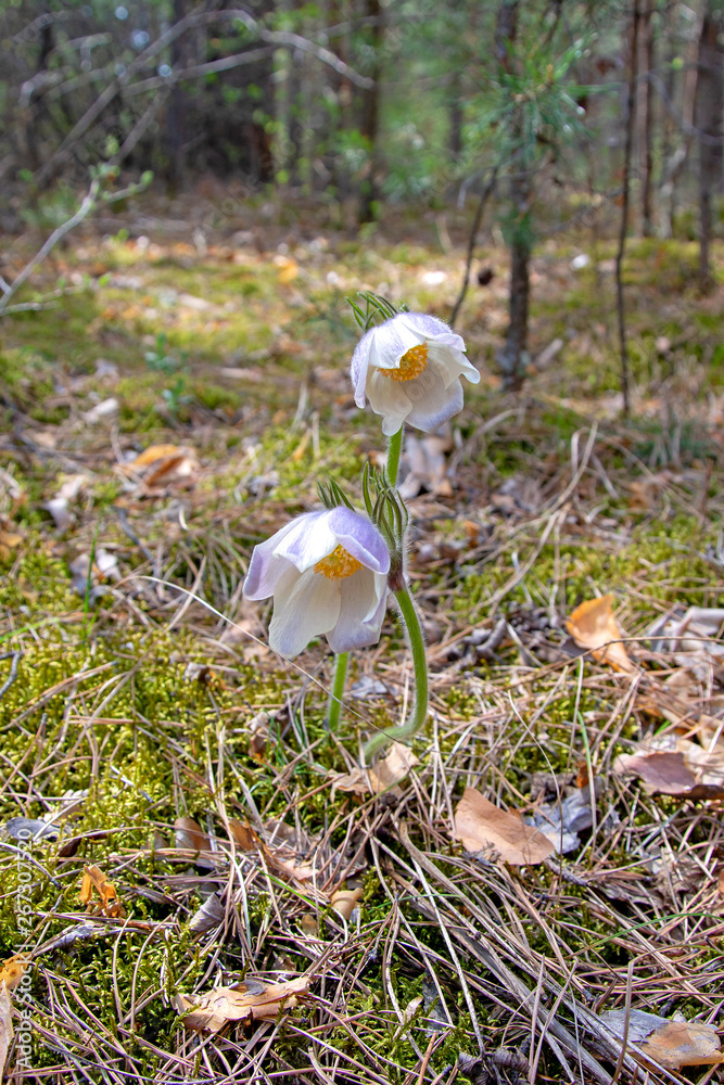 Siberian primroses. The first spring flowers in the forest, Russia, Khakassia (sleep-grass). Listed in the Red Book Siberian primroses. The first spring flowers in the forest, Russia, Khakassia (sleep-grass). Listed in the Red Book