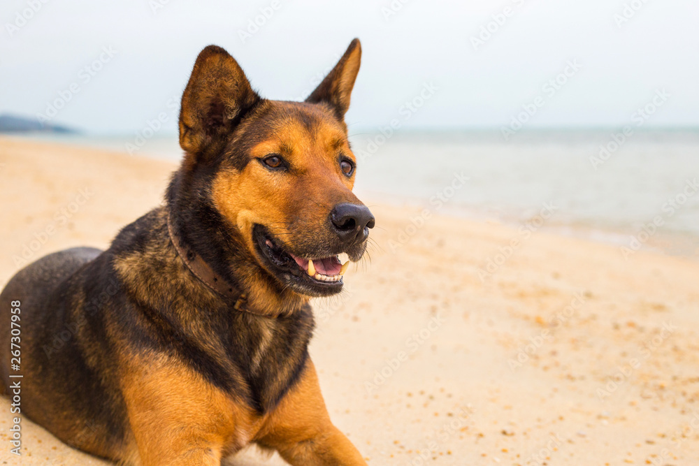 A dog on the beach. A dog on the beach.
