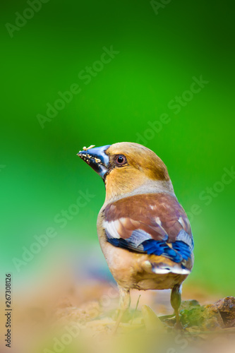 Fotografie, Obraz Cute little bird Hawfinch