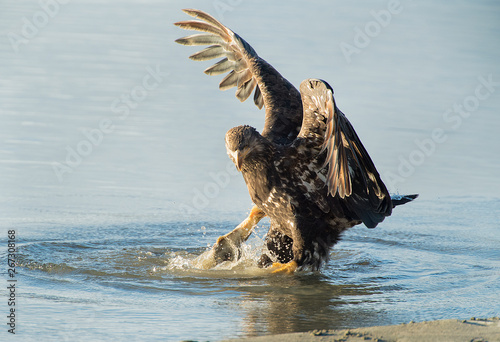 Bald Eagle with Salmon