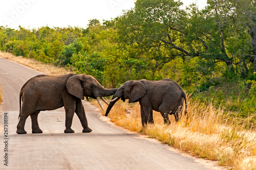 Mother elephant is helping her baby  to cross a road in Kruger National Park  South Africa