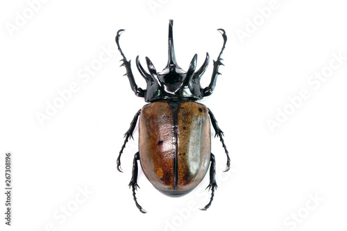 Unicorn beetle (Eupatorus graciliconis) also known as the Five-horned rhinoceros beetle, or Hercules beetles Fototapeta