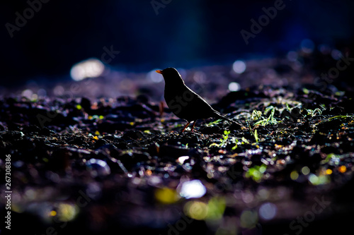 Black bird in forest. Forest nature background. 