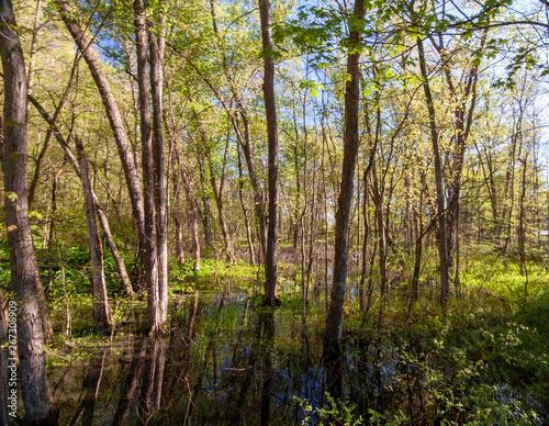 A flooded swamp in the woods in Warren County, Pennsylvania, USA on a bright spring day
