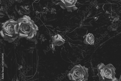 Beautiful vintage roses Is a picture of a black rose Beautiful patterns for making various media