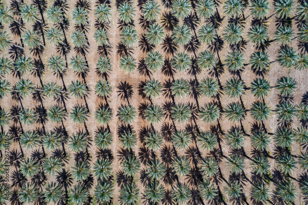 Yuma Palm Trees