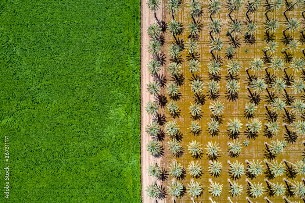 Yuma Palm Trees