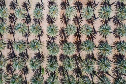 Yuma Palm Trees
