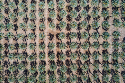 Obraz na płótnie Yuma Palm Trees w salonie