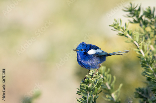 White Winged Fairy Wren Western Australia