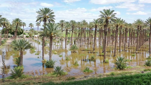 Yuma Tree Farm