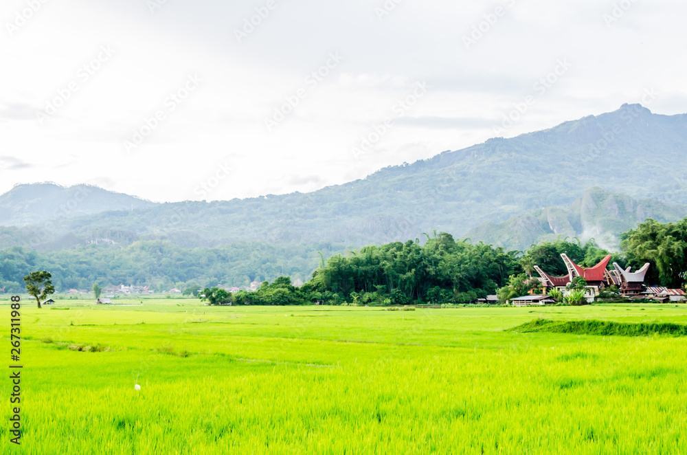 Rantepao rice field Indonesia Toraja