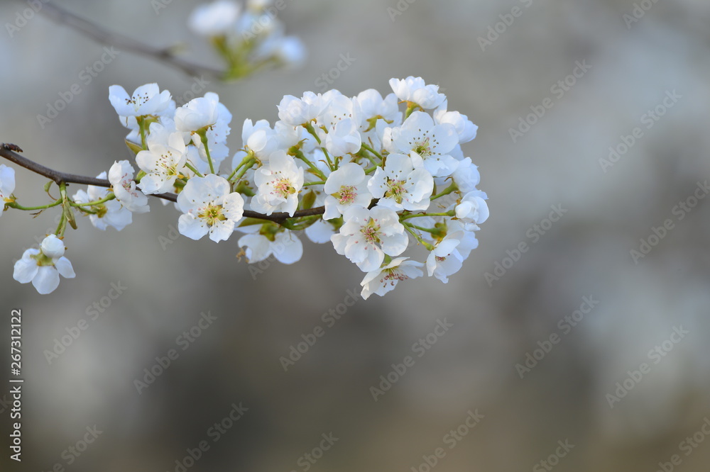 Pear flower in full bloom in spring Pear flower in full bloom in spring