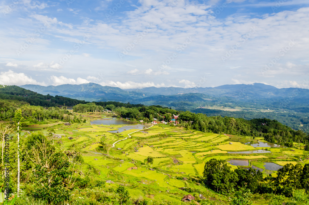 Rantepao rice field Indonesia Toraja