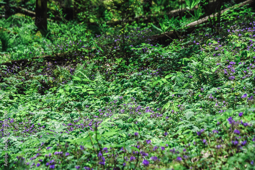 Fototapeta premium Virgin Falls Hike in Central Tennessee 