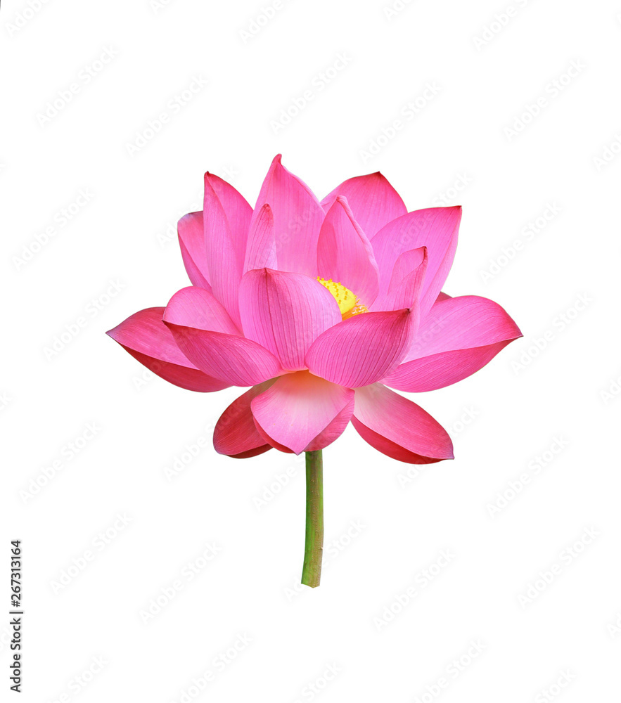 Lotus flower isolated on white background Lotus flower isolated on white background