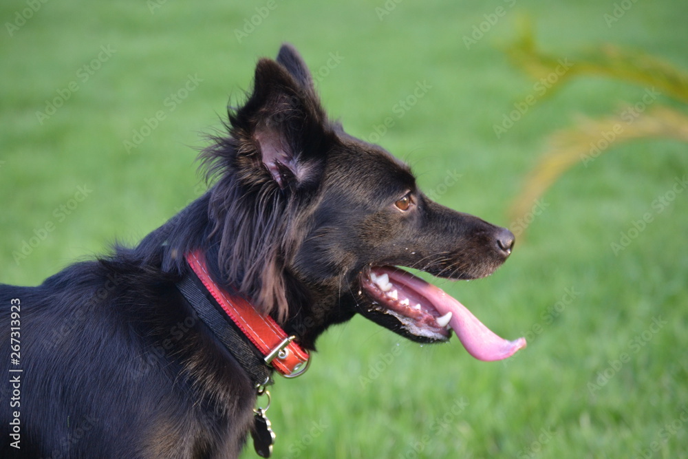 Fototapeta premium dog on grass
