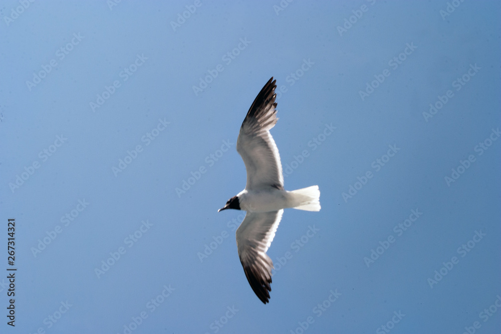 Obraz premium seagull in flight