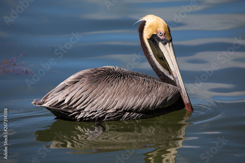 Macro of an American brown Pelican in Islamorada