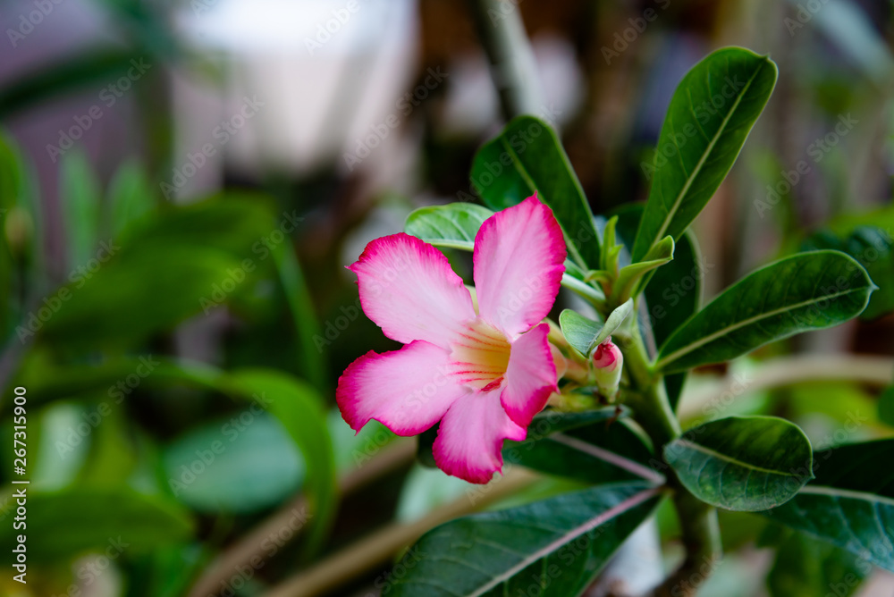 Pink Bignonia flowers or Adenium flowers, Adenium multiflorum. Pink Bignonia flowers or Adenium flowers, Adenium multiflorum.