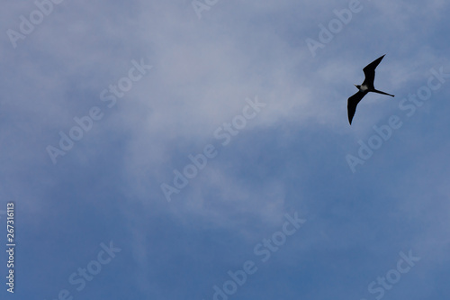 Obraz na płótnie Fying Bird w salonie