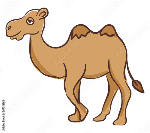Camel in dessert , vector or color illustration