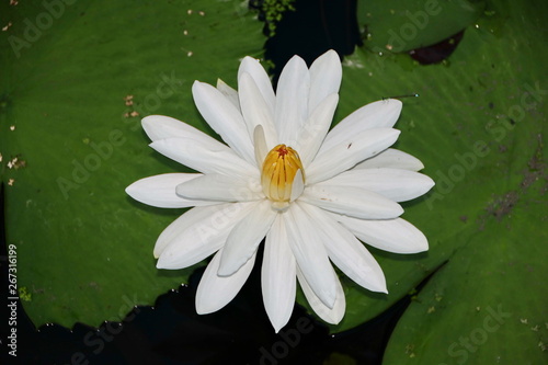 the beauty of lotus flowers on a sunny morning  in a stream of water in Banjarmasin  South Kalimantan Indonesia